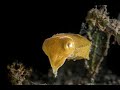 Juvenile Cuttlefish | Cuttlefish