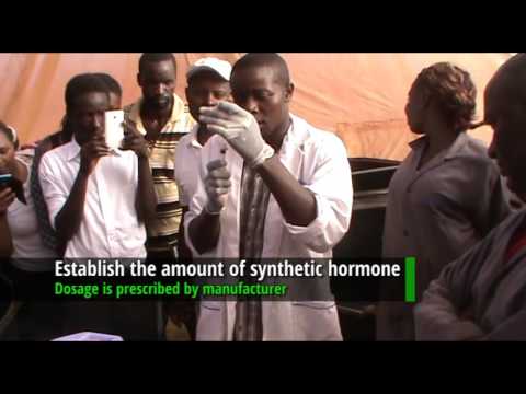 How to induce breeding in African Catfish using a synthetic hormone