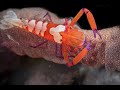 Video of Emperor Shrimp