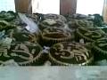Holy Heads of Shohada e Karbala (r.a)