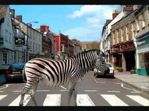 Zebras Crossing The Street