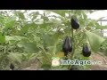 Eggplant growing. 1st Chapter (Aubergine)