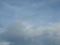 RC plane attacked by BIG Eagle