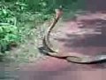 cobras mating