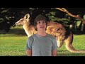 Owl City - Fireflies Parody ( Kangaroos )