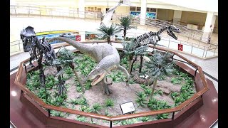 28 yıl önce Çorum'da yaşamış fosiller bu müzede