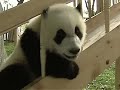 Cute pandas playing on the slide