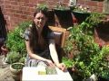 Smoke bush Magic Video