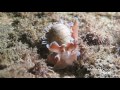 Video of bubble shell 