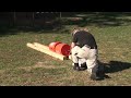 50 BMG from a 12 Gauge Shotgun