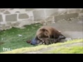 Medved ubio coveka u zoo vrtu