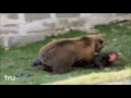 Medved ubio coveka u zoo vrtu