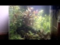 aquascaping a planted aquarium fluval flora nano fish tank with a dirt substrate