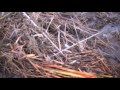 Beaver Trapping City Slicker Beaver 3