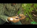 Green House Construction Tips - Center Stem Drip Irrigation by Jorge Cervantes