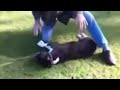 Vídeo incrível de um cão que acaba de Morrer volta à vida por um estranho
