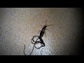 Earwig vs Horsehair Worms