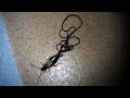 Earwig vs Horsehair Worms