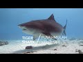 Pregnant Tiger Shark at Tiger Shark Zoo | Tiger Shark