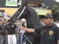 CABALLOS FRISON CRIADERO SANTA LUCIA