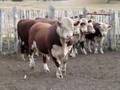 Toro enojado
