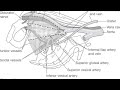 lymph nodes