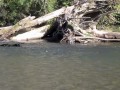 Humptulips River Salmon Fishing