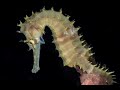 Video of Thorny Seahorse