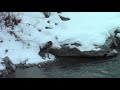 La lupa di Pragelato La lupa di Pragelato