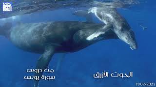 الروائع العلمية : الرائعة 043 - الحوت الأزرق