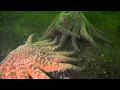 Vancouver Island diving  | 