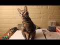 Amazing Anamorphic Illusions!
