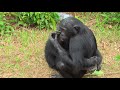 TRUE BONOBO LOVE