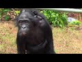 TRUE BONOBO LOVE