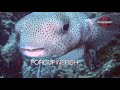Video of Various Creatures