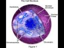 The Nucleus Song