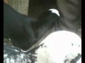 Karishma.The Name Of ALLAH On The Goat.mp4