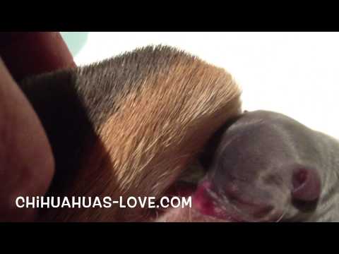 Click to View : Enseñando a mamar a un cachorro chihuahua