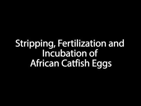 Stripping, Fertilization and Incubation of African Catfish Eggs
