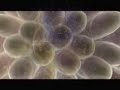 Solfeggio Harmonics - 528 HZ - Miracle Meditation