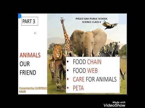 chapter 4 Animals our friends part 3