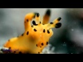 Pikachu !!!  | Pikachu Nudibranch