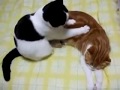 video pijat hot