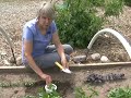 How to Trap Earwigs