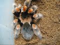 Tarantula Feeding #1