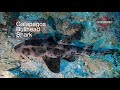 Bullhead Shark - Galapagos | Bullhead Sahrk