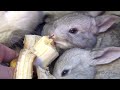 Bunnies Eating Bananas - Really Cute Baby Bunny Rabbits Pets