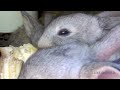 Bunnies Eating Bananas - Really Cute Baby Bunny Rabbits Pets