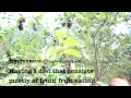 Day in the Life of a Fruitarian