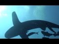 Longimanus shark | 